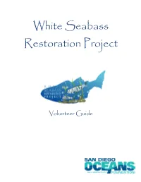 White Seabass Restoration Project
