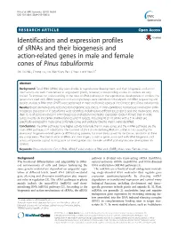 Identification and Expression Profiles of Srnas and Their Biogenesis And