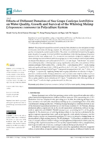 Effects of Different Densities of Sea Grape Caulerpa Lentillifera