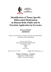 Identification of Tissue Specific Differential Methylation in Human Body Fluids and Its Potential Application in Forensics