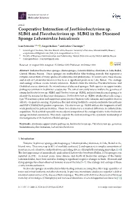 Cooperative Interaction of Janthinobacterium Sp. SLB01 and Flavobacterium Sp