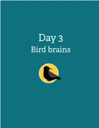 Day 3: Bird Brains