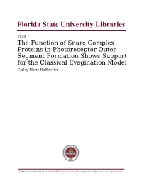 The Function of Snare Complex Proteins in Photoreceptor Outer Segment Formation Shows Support for the Classical E Agination Model