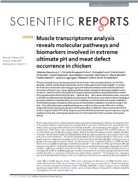 Muscle Transcriptome Analysis Reveals Molecular Pathways And