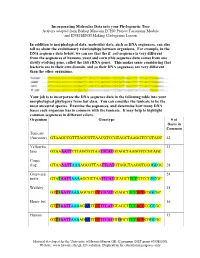Incorporating Molecular Data Into Your Phylogenetic Tree Activity Adapted from Bishop Museum ECHO Project Taxonomy Module and ENSI/SENSI Making Cladograms Lesson