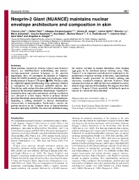 Maintains Nuclear Envelope Architecture and Composition in Skin