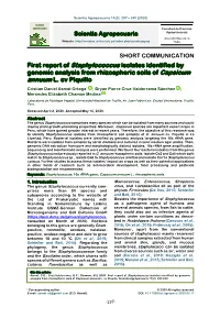 First Report of Staphylococcus Isolates Identified by Genomic Analysis from Rhizospheric Soils of Capsicum Annuum L