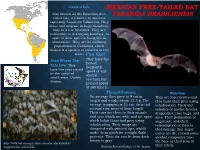 Mexican Free-Tailed Bat Tadarida Brasiliensis