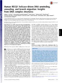 Human RECQ1 Helicase-Driven DNA Unwinding, Annealing, and Branch Migration: Insights from DNA Complex Structures