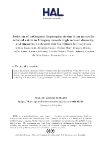 Isolation of Pathogenic Leptospira Strains from Naturally