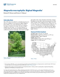 Magnolia Macrophylla: Bigleaf Magnolia1 Edward F