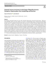 Antennal Sensory Structures in Water Bugs of Nepoidea (Insecta: Hemiptera: Nepomorpha), Their Morphology and Function