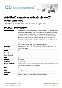Anti-SPA17 Monoclonal Antibody, Clone 4C7 (CABT-22184MH) This Product Is for Research Use Only and Is Not Intended for Diagnostic Use