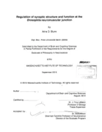 Regulation of Synaptic Structure and Function at the Drosophila Neuromuscular Junction
