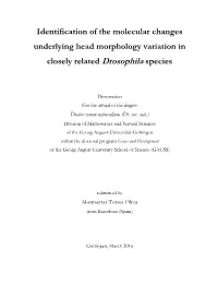 Identification of the Molecular Changes Underlying Head Morphology Variation in Closely Related Drosophila Species