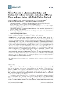 Allelic Variants of Glutamine Synthetase and Glutamate Synthase Genes in a Collection of Durum Wheat and Association with Grain Protein Content
