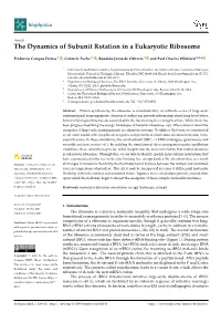The Dynamics of Subunit Rotation in a Eukaryotic Ribosome