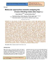 Molecular Approaches Towards Analyzing the Viruses Infecting Maize (Zea Mays L.)