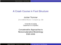 A Crash Course in Foot Structure