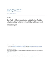 The Role of Phototaxis in the Initial Swim Bladder Inflation of Larval Yellow Perch (Perca Flavescens)