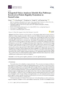 Integrated Omics Analyses Identify Key Pathways Involved in Petiole Rigidity Formation in Sacred Lotus