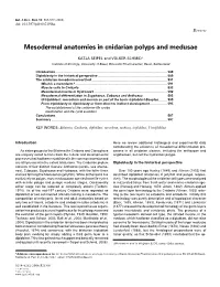 Mesodermal Anatomies in Cnidarian Polyps and Medusae