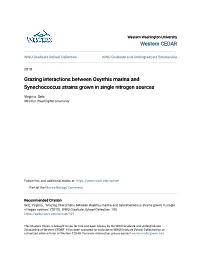 Grazing Interactions Between Oxyrrhis Marina and Synechococcus Strains Grown in Single Nitrogen Sources