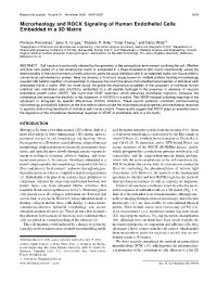 Microrheology and ROCK Signaling of Human Endothelial Cells Embedded in a 3D Matrix