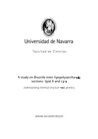 A Study of Brucella Inner Lipopolysaccharide Sections