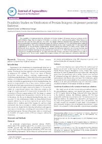 Feasibility Studies on Vitrification of Persian Sturgeon
