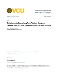 Epileptogenesis Causes Long-Term Plasticity Changes in Calbindin D-28K in the Rat Pilocarpine Model of Acquired Epilepsy