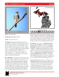 Falco Columbarius Linnaeus Merlin,Merlin Page 1
