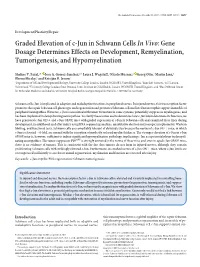 Graded Elevation of C-Jun in Schwann Cells in Vivo: Gene Dosage Determines Effects on Development, Remyelination, Tumorigenesis, and Hypomyelination