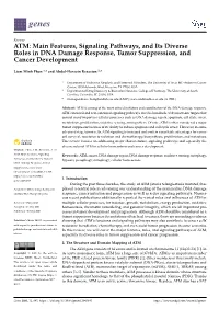 ATM: Main Features, Signaling Pathways, and Its Diverse Roles in DNA Damage Response, Tumor Suppression, and Cancer Development