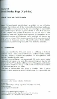 Broad-Headed Bugs (Alydidae)
