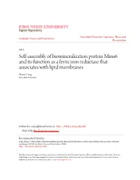Self-Assembly of Biomineralization Protein Mms6 and Its Function As a Ferric Iron Reductase That Associates with Lipid Membranes Shuren Feng Iowa State University