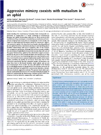 Aggressive Mimicry Coexists with Mutualism in an Aphid