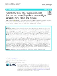 Vickermania Gen. Nov., Trypanosomatids That Use Two Joined Flagella to Resist Midgut Peristaltic Flow Within the Fly Host Alexei Y