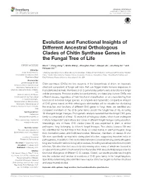 Evolution and Functional Insights of Different Ancestral Orthologous Clades of Chitin Synthase Genes in the Fungal Tree of Life