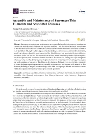 Assembly and Maintenance of Sarcomere Thin Filaments and Associated Diseases