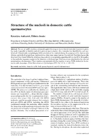Structure of the Nucleoli in Domestic Cattle Spermatocytes