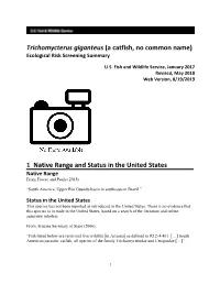 Trichomycterus Giganteus (A Catfish, No Common Name) Ecological Risk Screening Summary