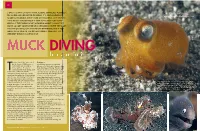 Muck Diving, but It’S Not As Disgusting As It Sounds! I Find Myself Talking About It with Divers and Non-Divers Alike As If They Know What I’M Talking About
