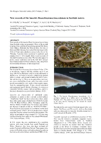 New Records of the Lancelet Branchiostoma Lanceolatum in Scottish Waters
