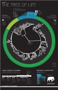 A Brief History of Taxonomy Biological Classification