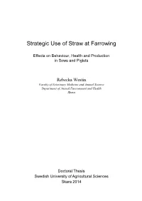 Strategic Use of Straw at Farrowing