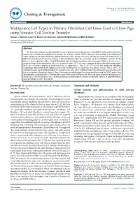 Multipotent Cell Types in Primary Fibroblast Cell Lines Used to Clone Pigs Using Somatic Cell Nuclear Transfer Sharon J