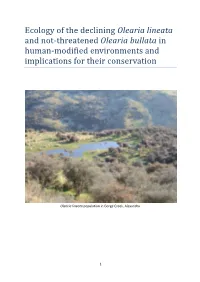 Olearia Lineata and Not-Threatened Olearia Bullata in Human-Modified Environments and Implications for Their Conservation