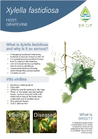 Xylella Fastidiosa HOST: GRAPEVINE