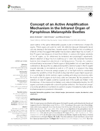 Concept of an Active Amplification Mechanism in the Infrared